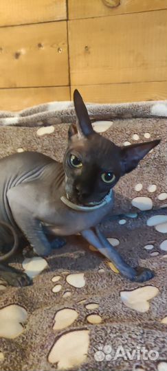 Молодой кот