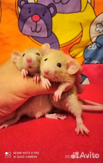 Крысята редкого окраса, Дамбо