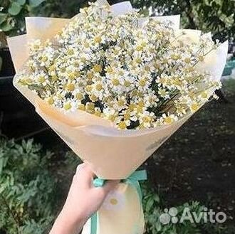 Букеты ромашек