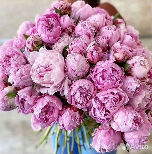 Пионы Розы Доставка