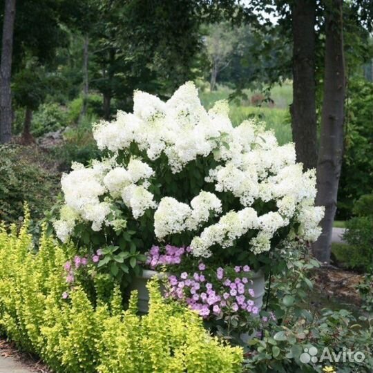 Гортензия метельчатая Бобо