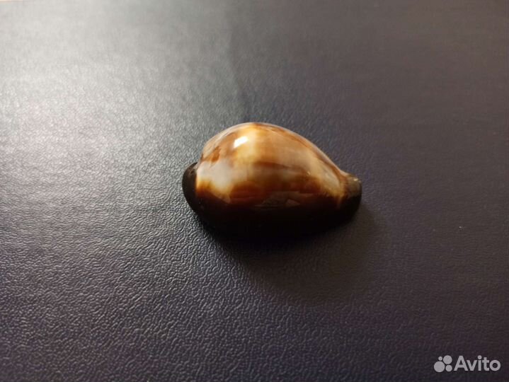 Морская раковина