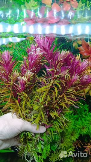 Аквариумные растения