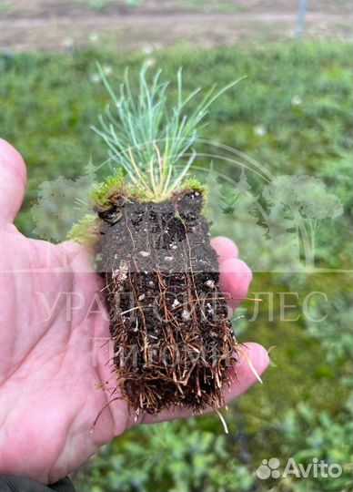 Горная сосна Мугус сеянцы зкс для лесовосстановлен