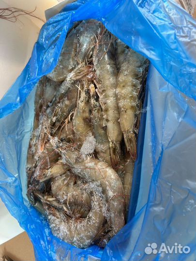 Креветка королевская, с головой, Эквадор