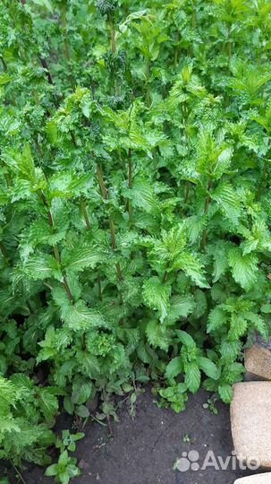 Ясколка, мята, мелисса