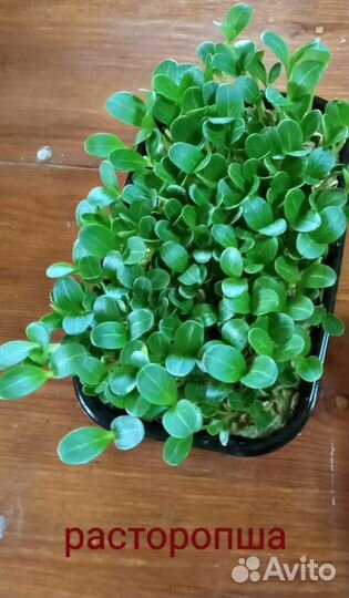 Микрозелень