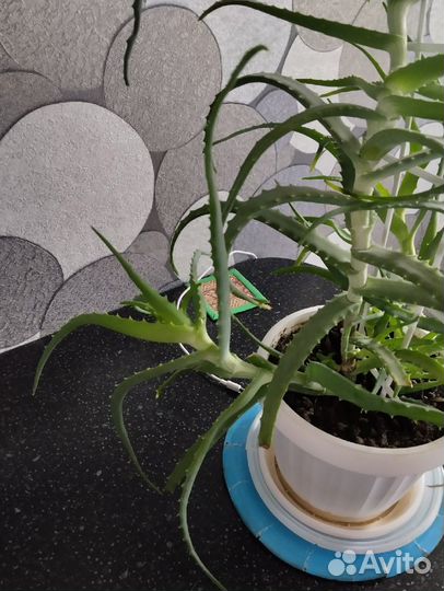 Комнатные цветы алоэ