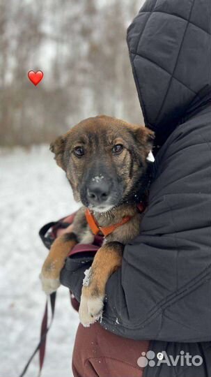 Щенок Тиша ищет маму