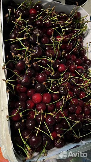 Вишня черешня абрикосы и другие овощи