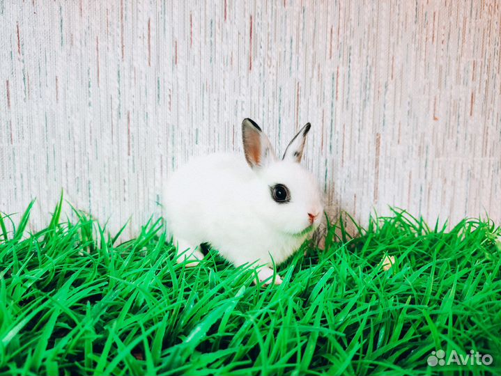 Карликовый кролик