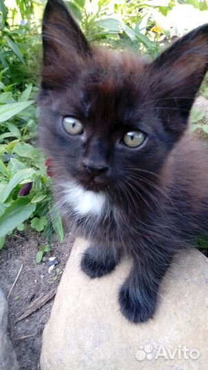 Отдам котика