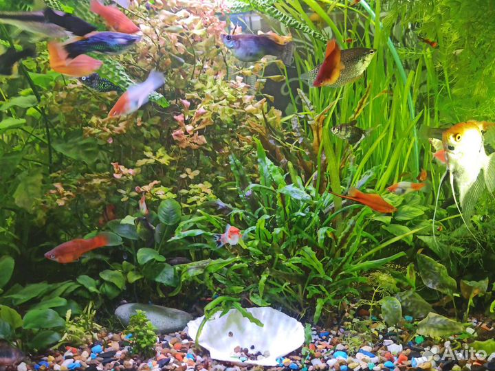 Аквариумные растения