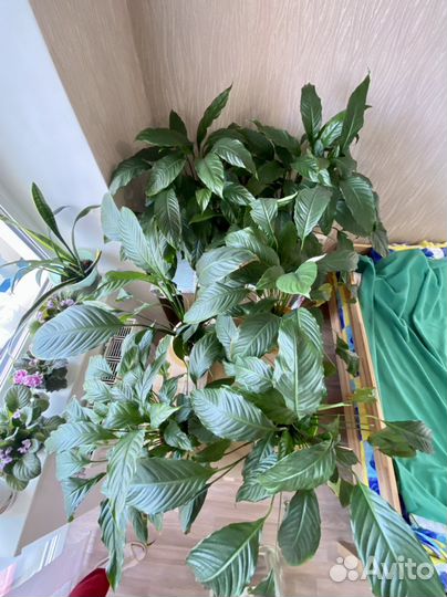 Спатифиллум