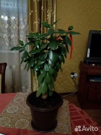 Денежное дерево