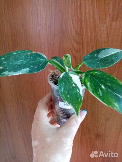 Филодендрон белая, розовая принцесса