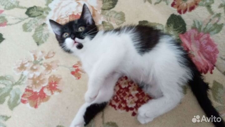 Кошка в дар