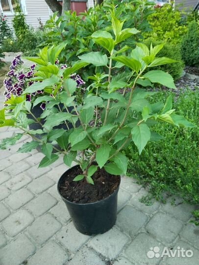 Гортензия саженцы