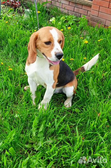 Щенки Бигль