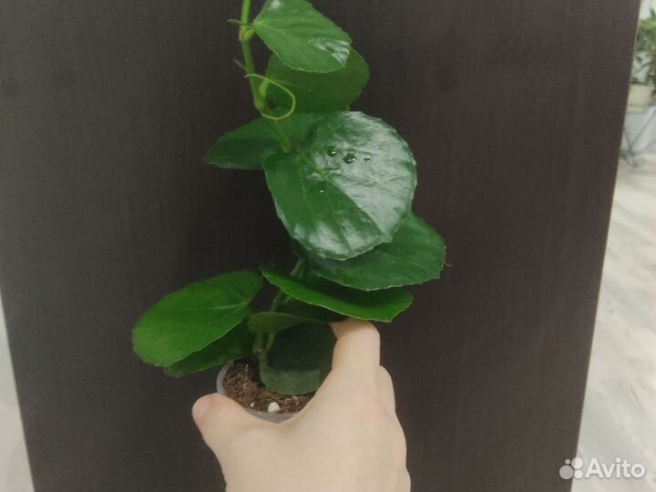 Круглолистый циссус ротундифолия