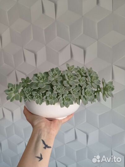 Суккуленты