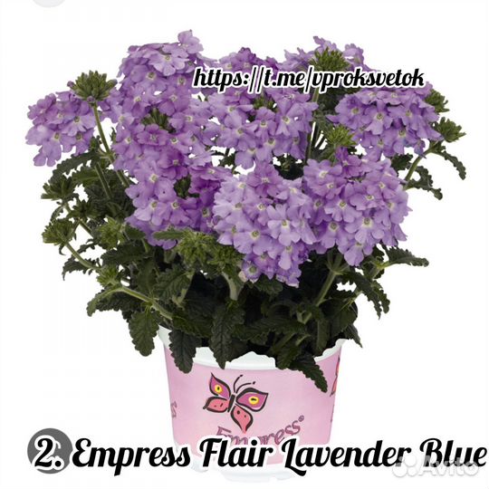 Цветы вегетативные