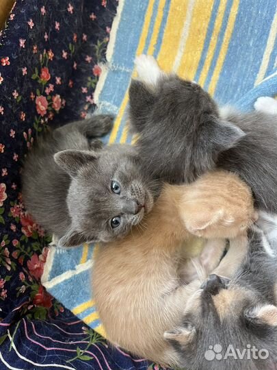 Котята в дар