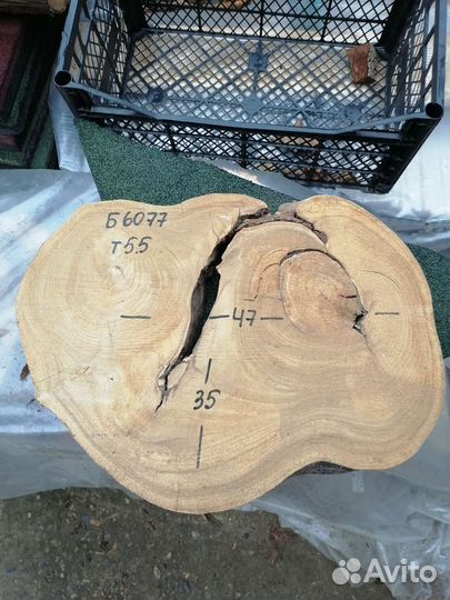 Спилы дерева Карагач