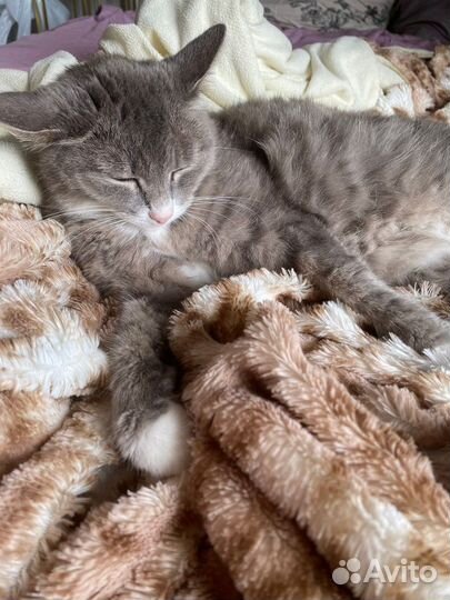 Кошечка в добрые руки