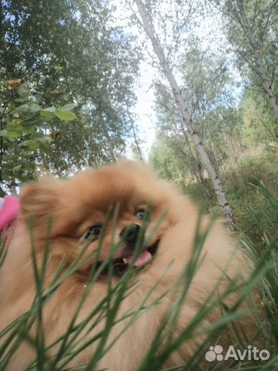 Вязка шпица