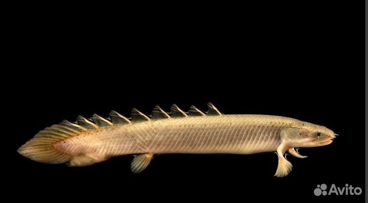 Полиптерус сенегальский