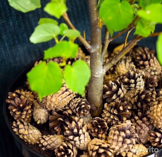 Шишки сосновые