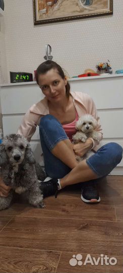 Передержка квартирных кошек/собак