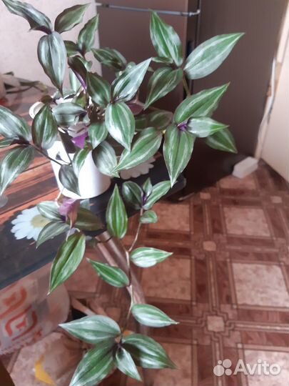 Комнатные домашние цветы