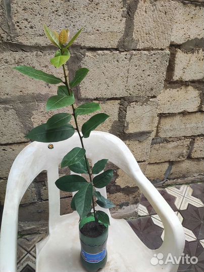 Лавровые деревья