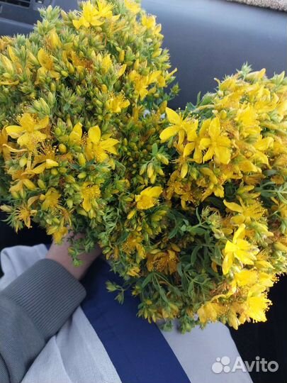 Плоды сушённые бузины чёрной,полынь горькая,пижма