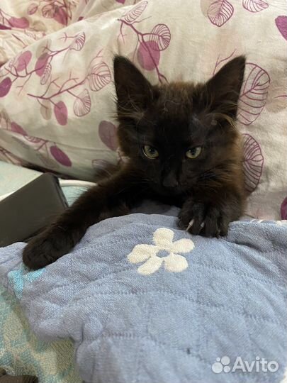 Котенок мальчик