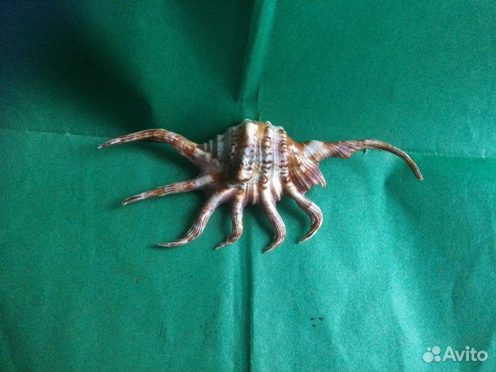 Морская раковина lambis crocata 130.2 мм