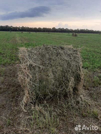 Сено люцерны в тюках