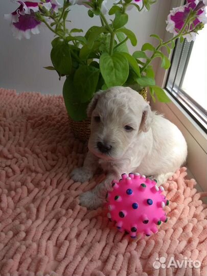 Щенки карликового пуделя