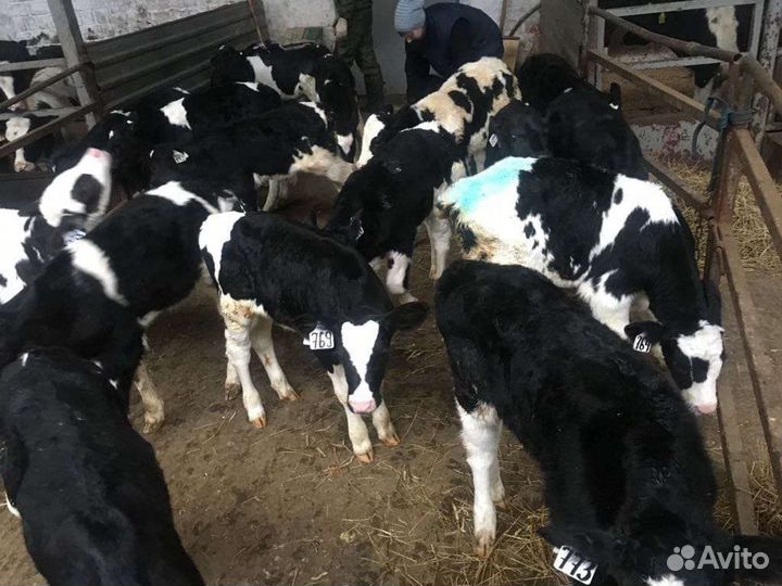 Бычки телята