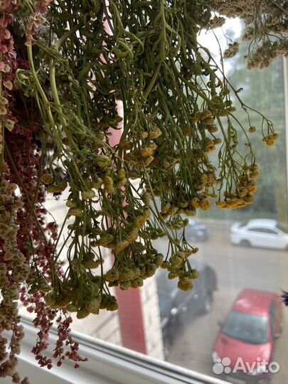 Сухоцветы шишки