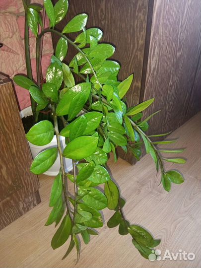 Замиокулькас