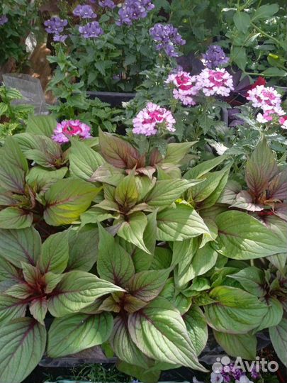 Рассада цветов