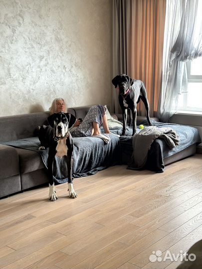 Собака для фотосессии