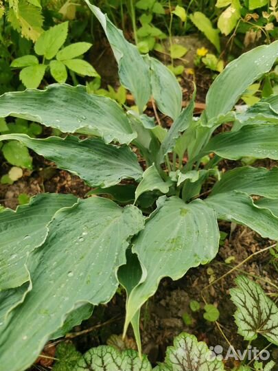 Хоста Нептун