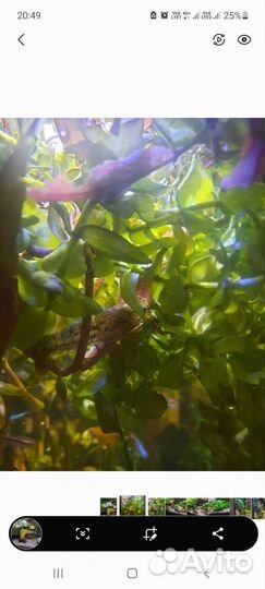 Аквариумные раки