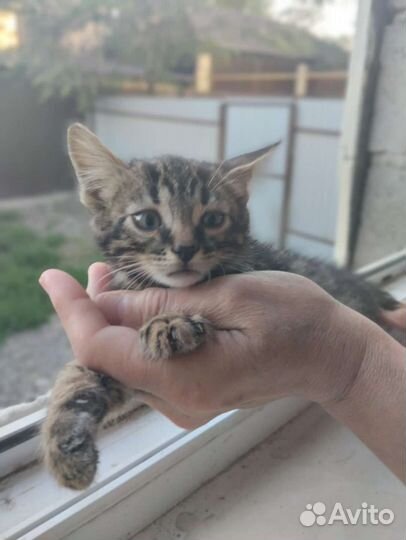 Кошка в дар бесплатно