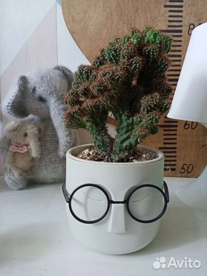 Эписция традесканция пеларгония фиалки