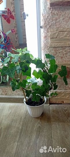 Домашние Растения